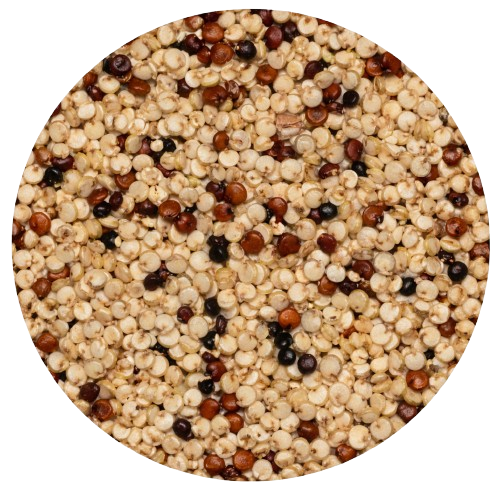 Bio-Quinoa weiß/rot/schwarz